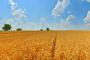 Фото с сайта agropolit.com